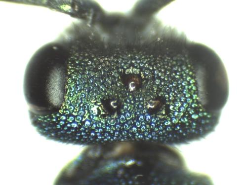 Réf. 315 432 : Chrysura radians